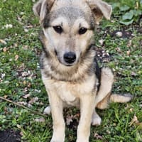 Zuckerschnute Honey sucht liebe Familie, Hündin zur Adoption