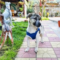 Joy ein sehr liebevoller Rüde, Hund zur Adoption