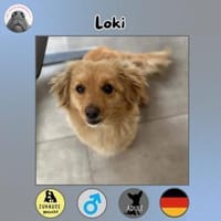 Loki sucht sein Zuhause, Hund zur Adoption