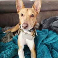 Mila möchte endlich die Welt entdecken, Hündin zur Adoption