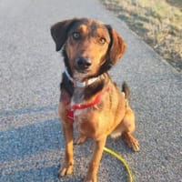 Alina ist eine fröhliche + tolle Hündin!, Hündin zur Adoption