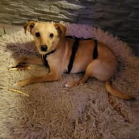 LENNY, Hund zur Adoption