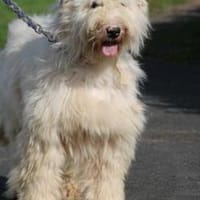 Rohin - zutraulicher Wuschelrüde, Hund zur Adoption