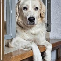 Tobia, Notfall in Deutschland, Hund zur Adoption