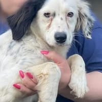 wunderschöne, sanfte Carletta 🥰, Hündin zur Adoption