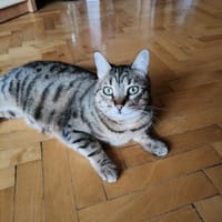 Scarlett w ~ 5 Jahre, Katze zur Adoption