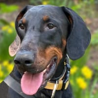 TULIO, unser bildhübscher Doberbube, Hund zur Adoption