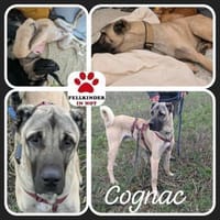 Kangal Mischling Cognac sucht zuhause, Hund zur Adoption