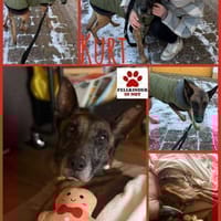 Kurt / Jack Malinois Mischling Rüde, Hund zur Adoption