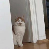 Charly m ~ 3 Jahre in 35510, Kater zur Adoption