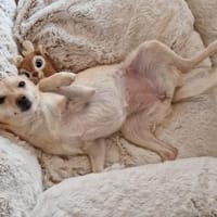 ROSI III, Hündin zur Adoption