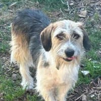 Tusko - freundlich u. lieb, Hund zur Adoption