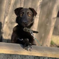 Maliah ist aufgeschlossen + mag Menschen, Hündin zur Adoption