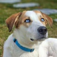 Khany - braucht positive Bestärkung, Hund zur Adoption