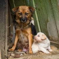 Little Bit sucht ein ruhiges Zuhause, Hündin zur Adoption