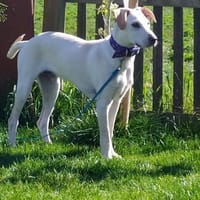 Jaz unser Spaßvogel, Hund zur Adoption