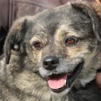 Babbit - verspielt u. aufgeweckt, Hündin zur Adoption