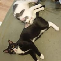 Robin & Zefir 2 kleine lustige Clowns, Kater zur Adoption