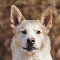 Toto sucht erfahrene Hundehalter, Hund zur Adoption