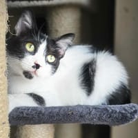Chupa  aufgeweckte junge Entdeckerin, Katze zur Adoption