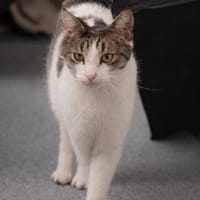 Akira 💗 wartet in 44809 Bochum, Katze zur Adoption