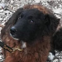 Shana aus Salerno, Hündin zur Adoption