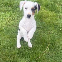 Wendy sucht kuschliges Körbchen, Hündin zur Adoption