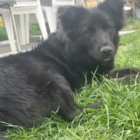 Nellie - wartet in 67063 Ludwigshafen, Hündin zur Adoption