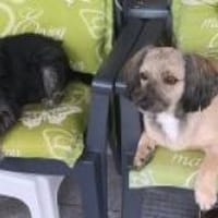 Maja + Mekki, Hund zur Adoption