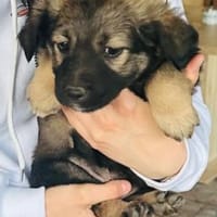 Jenna, Hündin zur Adoption