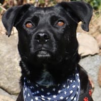 Bex - 46 cm sens. Schatz su.liebev.Platz, Hund zur Adoption