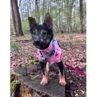 Sakura - wartet in 33154 Salzkotten, Hündin zur Adoption