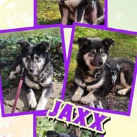 lieber kleiner Jaxx auf PS in 90475, Hund zur Adoption