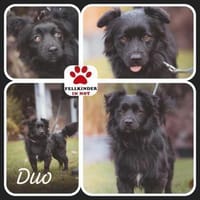 kleiner Mischling Duo sucht eine Familie, Hund zur Adoption