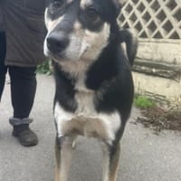 Helda, Hündin zur Adoption