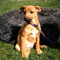 Talisa unsere kleine Schönheit...., Hündin zur Adoption