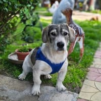 Karam ein toller Familienhund, Hund zur Adoption