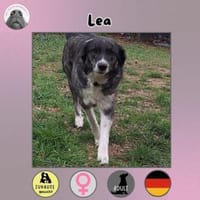Lea sucht ihr Zuhause, Hündin zur Adoption