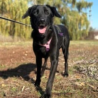 Unsere hübsche Nera sucht ihr Happy End, Hündin zur Adoption