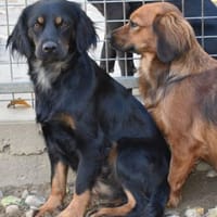 Lona - im Herzen mutig, Hündin zur Adoption