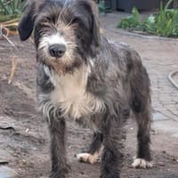 Alani 💗 wartet in 90530 Wendelstein, Hündin zur Adoption