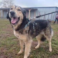 ❤Herzhund sucht Seelenmensch..., Hündin zur Adoption