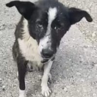 Lana 54 cm (Pflegestelle), Hündin zur Adoption