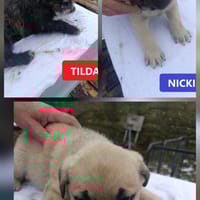 Kleine Hunde suchen ein Zuhause, Hund zur Adoption