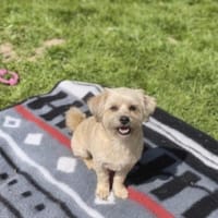 Malteser Yorky Mixhundin sucht, Hündin zur Adoption