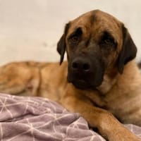 Seppl - möchte eine eigene Familie, Hund zur Adoption