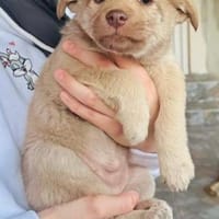 Bijou, Hündin zur Adoption