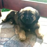 Smokey, Hündin zur Adoption