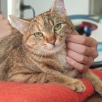 Samtfpötchen Mila sucht Körbchen, Katze zur Adoption