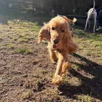 Jasmin ein Traumhund, Hündin zur Adoption